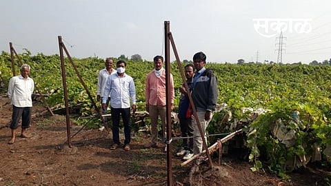 Heavy rains damaged vineyards Nashik Marathi News