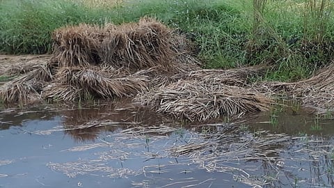 परतीच्या पावसामुळे भातशेतीचे मोठे खोळंबली