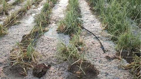In Ahmednagar district, rains are causing severe damage to crops.jpg