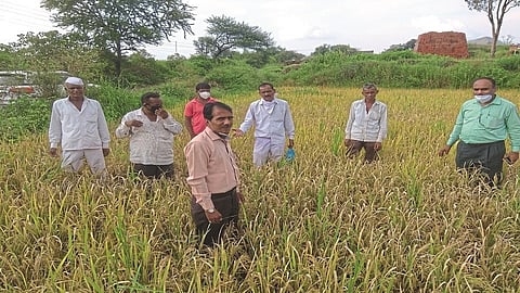Inspection of rice field by the Department of Agriculture nashik marathi news