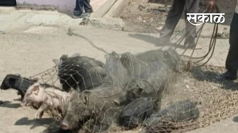 Jamkhed municipality has started catching pigs