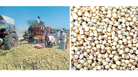 Jowar