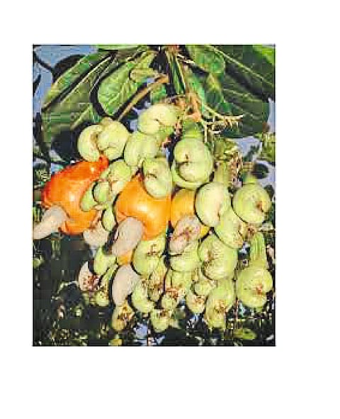 The cashew industry will get a refund of state GST