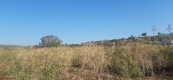 नैसर्गिक आपत्ती शेतकऱ्यांचा पिच्छा सोडेना; तूर पिकाला लागली उभळी