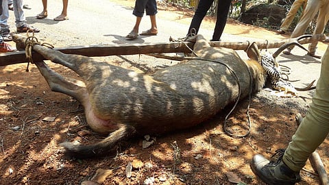 sambar (deer) died in banda (sindhudurg)