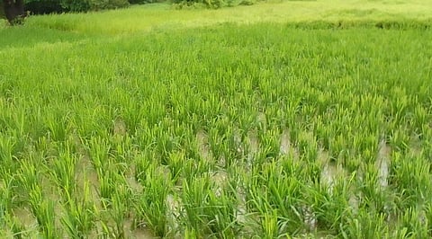 damage to agriculture from cows banda konkan sindhudurg