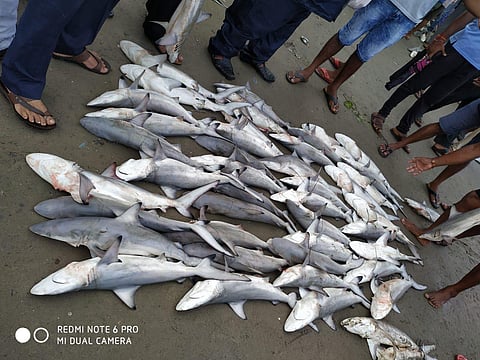 Good fish found in Malvan konkan sindhudurg