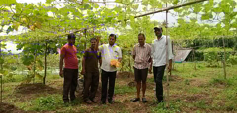 vegetable planting on fallow land in kudal sindhudurg