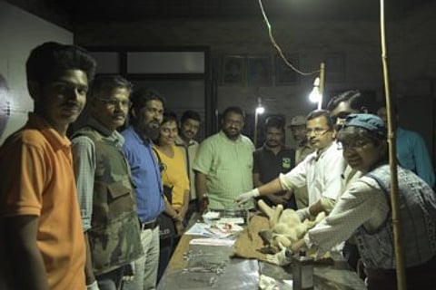 Jia's struggle to save the puppies