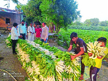 radish daily transport