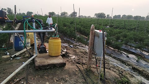 पचखेडी ः हीच मोरेश्वर बाळबुधे यांची मिरचीने बहरलेली शेती.