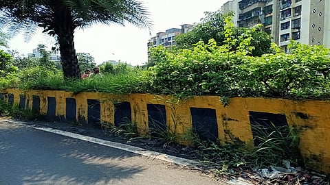 कल्याण-डोंबिवलीत दुभाजकांना गवताचा वेढा; अपघाताची शक्यता