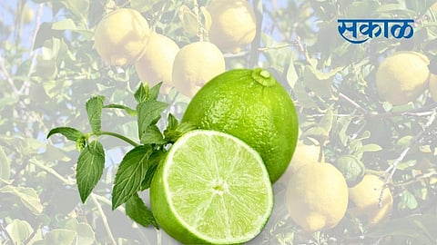 Lemon is very beneficial for health