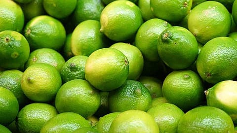 Lemon inflows increased but prices fall in Pune Market Yard