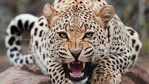 The leopard hunted the dog on the top of the tree