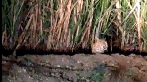 पुणे : डिंगोरे येथे रोजच होते बिबट्याचे दर्शन (व्हिडिओ)