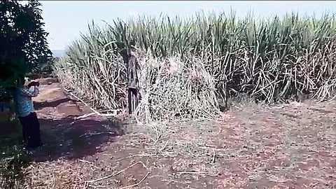 धोंडमाळ (ता. आंबेगाव) - बिबट्या जेरबंद करण्यासाठी शेतात लावलेला पिंजरा.
