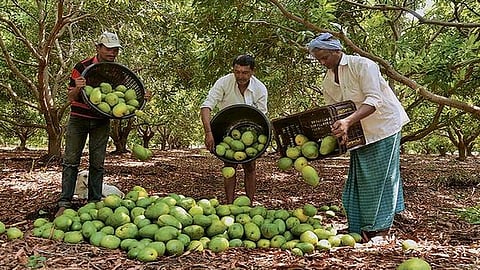 Mango farmers need government help in ratnagiri kokan marathi news
