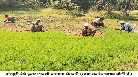 शेतीचा मळा