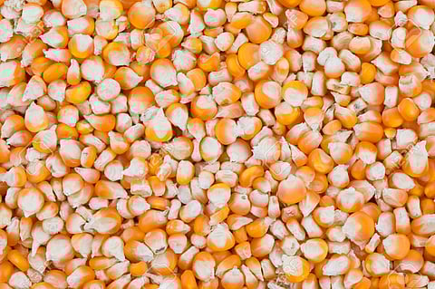Guaranteed Maize Purchase The amount received by the farmers of Pandharpur Sangola