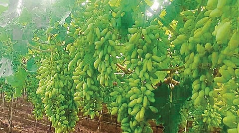33 thousand hectares were affected by unseasonal rain nashik news