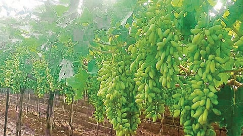 Exports have come to break due to heavy loss of vineyards nashik news