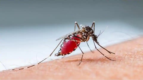 काळजी घ्या! मुंबईत मलेरियाचा कहर, वाढत्या रुग्णांसह दोघांचा मृत्यू