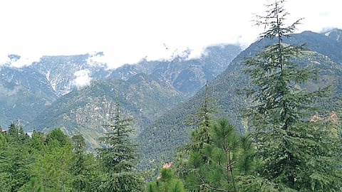 भाष्य : जंगलांचा ऱ्हास अन् ‘नगररुदन’