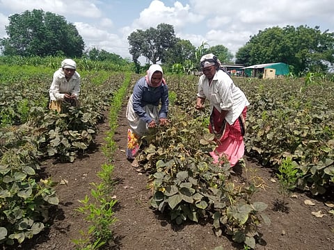 Due to declining rainfall in Amarpur area farming activities started