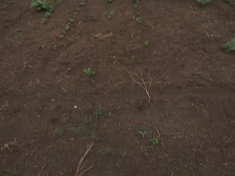 पचखेडी : शेतात पेरलेले बियाणे उगवलेच नसल्यामुळे ओसाड पडलेले शेत.