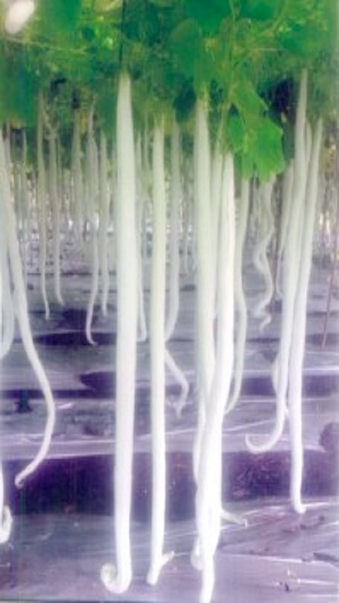 Annapaanvidhi Shakvarga