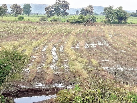 पारशिवनी ः अति पावसामुळे नष्ट होण्याच्या मार्गावर असलेली पिके.
