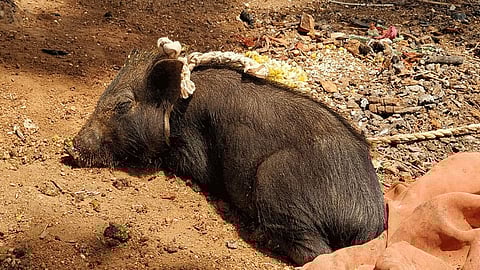 First Case of African Swine Flu Detected in India 2500 Pigs Killed in Assam