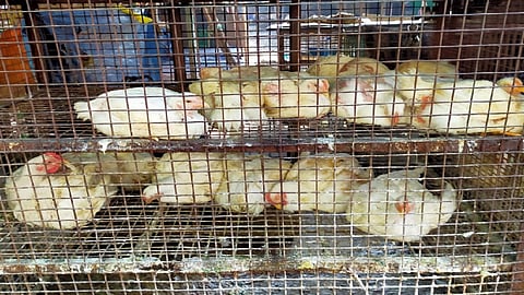 कोरोनामुळे आर्थिक कणा मोडलेले चिकन विक्रेते पुन्हा संकटात