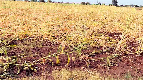 गारपिटीने शेतकऱ्यांचे कंबरडे मोडले; 52 हेक्टरांतील पिके मातीमोल