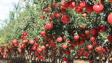 Pomegranate