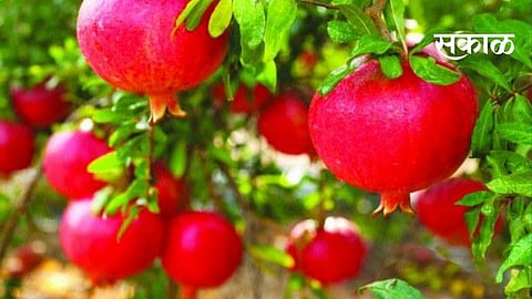 The pomegranate of Madhukar Jadhav a farmer from Bondle has got Geographical Indication rating