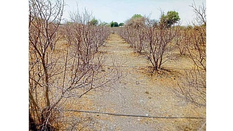 करंजाड (ता. बागलाण) - पाण्याअभावी सुकलेली एका शेतकऱ्याची डाळिंबाची बाग.