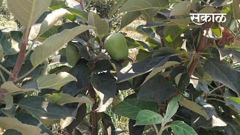 Rajabhau Patil a farmer in Washimbe has experimented with apple cultivation.jpg