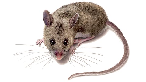 उंदराने कुरतडले मृतदेहाचे नाक अन् दोन्ही डोळे