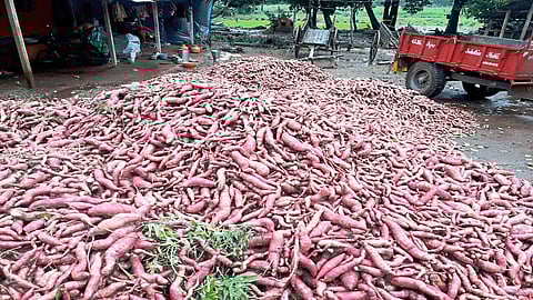 Demand For Sweet Potato, But Supply Impossible Due To Rains Kolhapur Marathi News