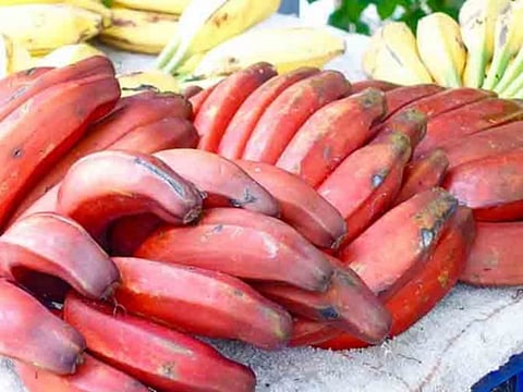 red banana