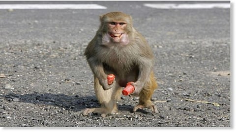 Roads are Empty due to fear of monkey in pune
