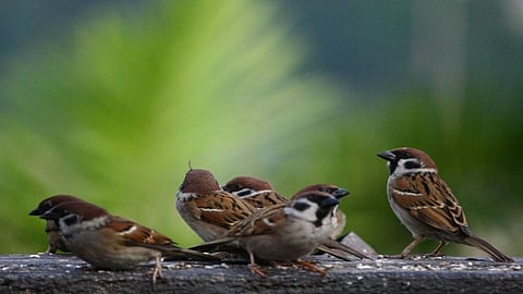 world sparrow day 2021