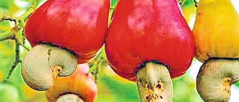 cashu issue konkan sindhudurg