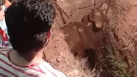 success in rescue ox kolhapur gaganbawda