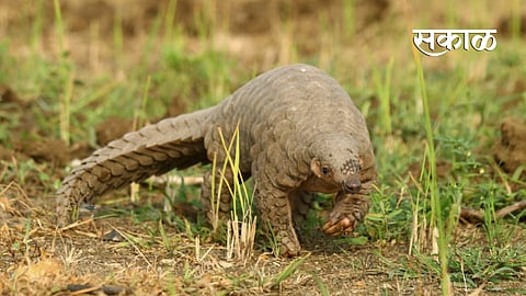 The use of scaly cats to make money Gadchiroli news