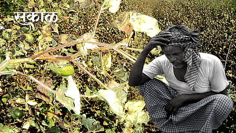 total 45 percent lose of cotton in vidarbha region