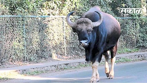 The bisons seen in Manerajuri, Gawhan area ran towards Vita