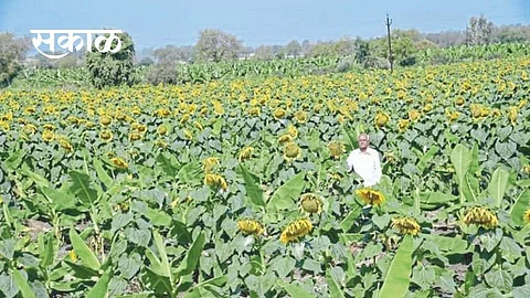 banana farming